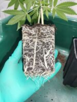 After Cookiez - immagine 3